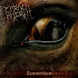 carachangren lammemdam